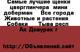 Самые лучшие щенки цвергпинчера (мини доберман) - Все города Животные и растения » Собаки   . Тыва респ.,Ак-Довурак г.